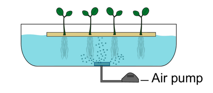 DFT水培，深液流水培示意圖